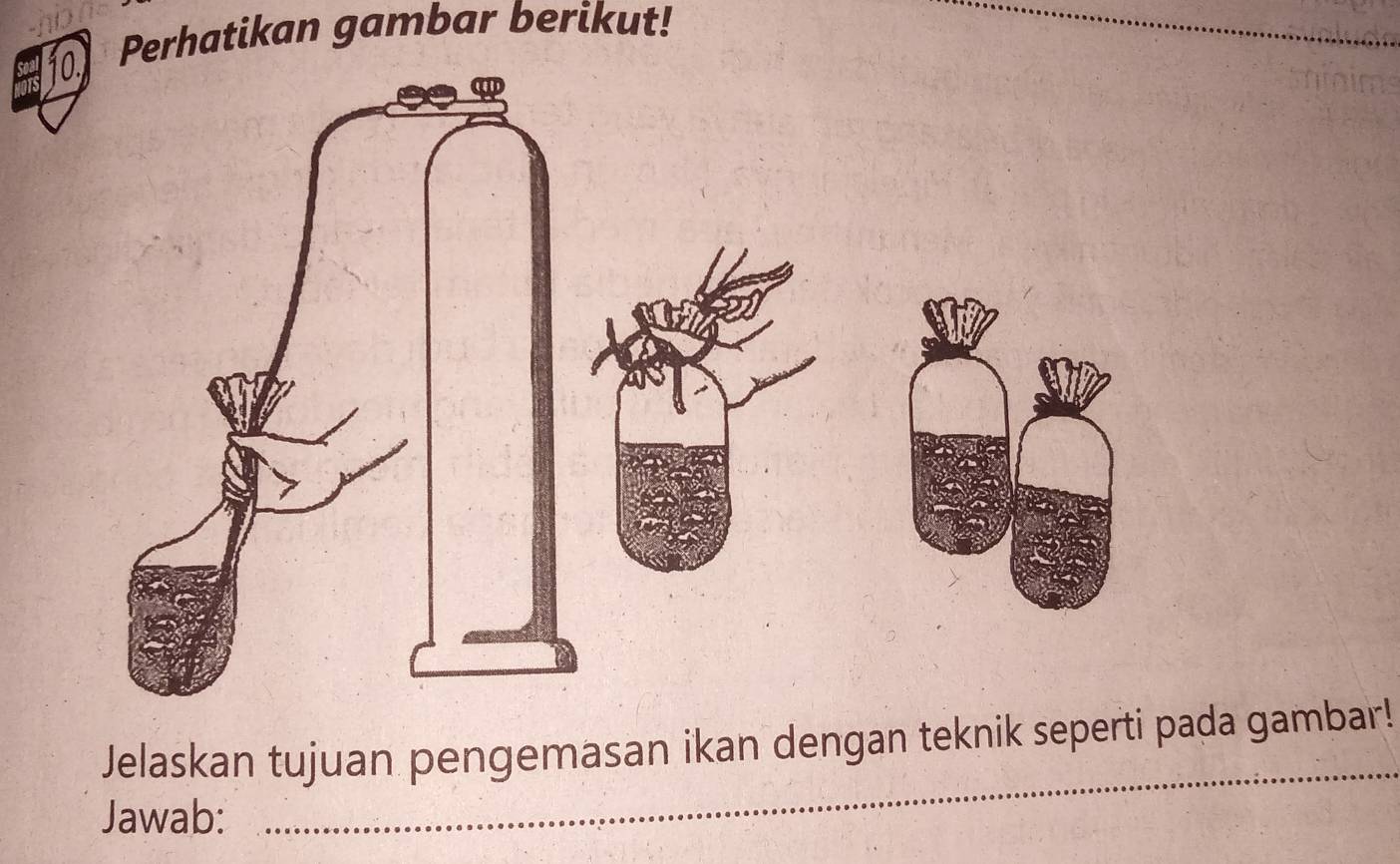 Perhatikan gambar berikut! 
_ 
Jelaskan tujuan pengemasan ikan dengan teknik seperti pada gambar! 
Jawab: