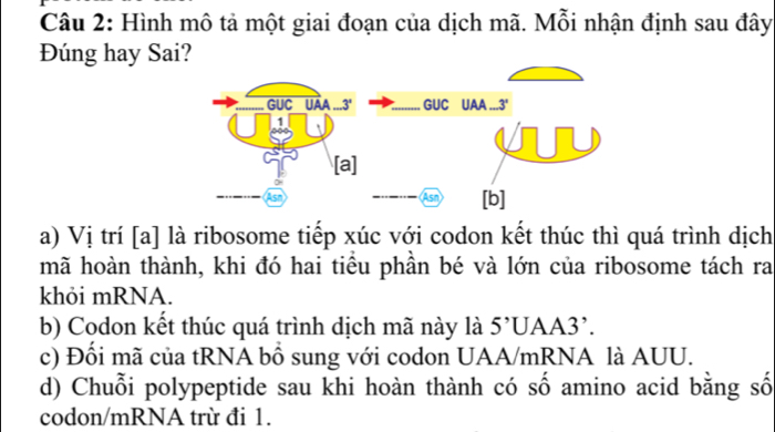 Hình mô tả một giai đoạn của dịch mã. Mỗi nhận định sau đây
Đúng hay Sai?
a) Vị trí [a] là ribosome tiếp xúc với codon kết thúc thì quá trình dịch
mã hoàn thành, khi đó hai tiểu phần bé và lớn của ribosome tách ra
khỏi mRNA.
b) Codon kết thúc quá trình dịch mã này là 5’UAA3'.
c) Đối mã của tRNA bổ sung với codon UAA/mRNA là AUU.
d) Chuỗi polypeptide sau khi hoàn thành có số amino acid bằng số
codon/mRNA trừ đi 1.