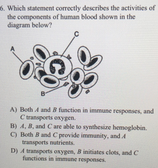 Which statement correctly describes the activities of
the components of human blood shown in the
diagram below?
A) Both 4 and B function in immune responses, and
C transports oxygen.
B) A, B, and C are able to synthesize hemoglobin.
C) Both B and C provide immunity, and A
transports nutrients.
D) A transports oxygen, B initiates clots, and C
functions in immune responses.