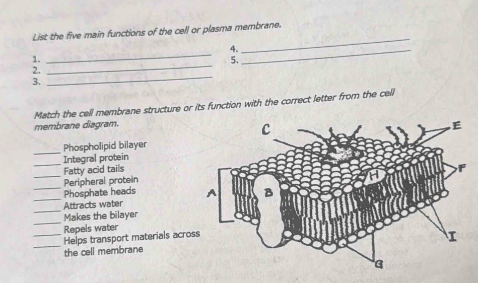 List the five main functions of the cell or plasma membrane. 
_ 
4._ 
_ 
_ 
1. 
5. 
2. 
3. 
_ 
Match the cell membrane structure or its function with the correct letter from the cell 
membrane diagram. 
_Phospholipid bilayer 
_Integral protein 
_ 
Fatty acid tails 
_Peripheral protein 
_ 
Phosphate heads 
_ 
Attracts water 
_ 
Makes the bilayer 
Repels water 
_ 
_Helps transport materials acro 
the cell membrane