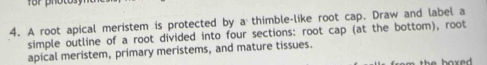 for photosy 
4. A root apical meristem is protected by a thimble-like root cap. Draw and label a 
simple outline of a root divided into four sections: root cap (at the bottom), root 
apical meristem, primary meristems, and mature tissues.