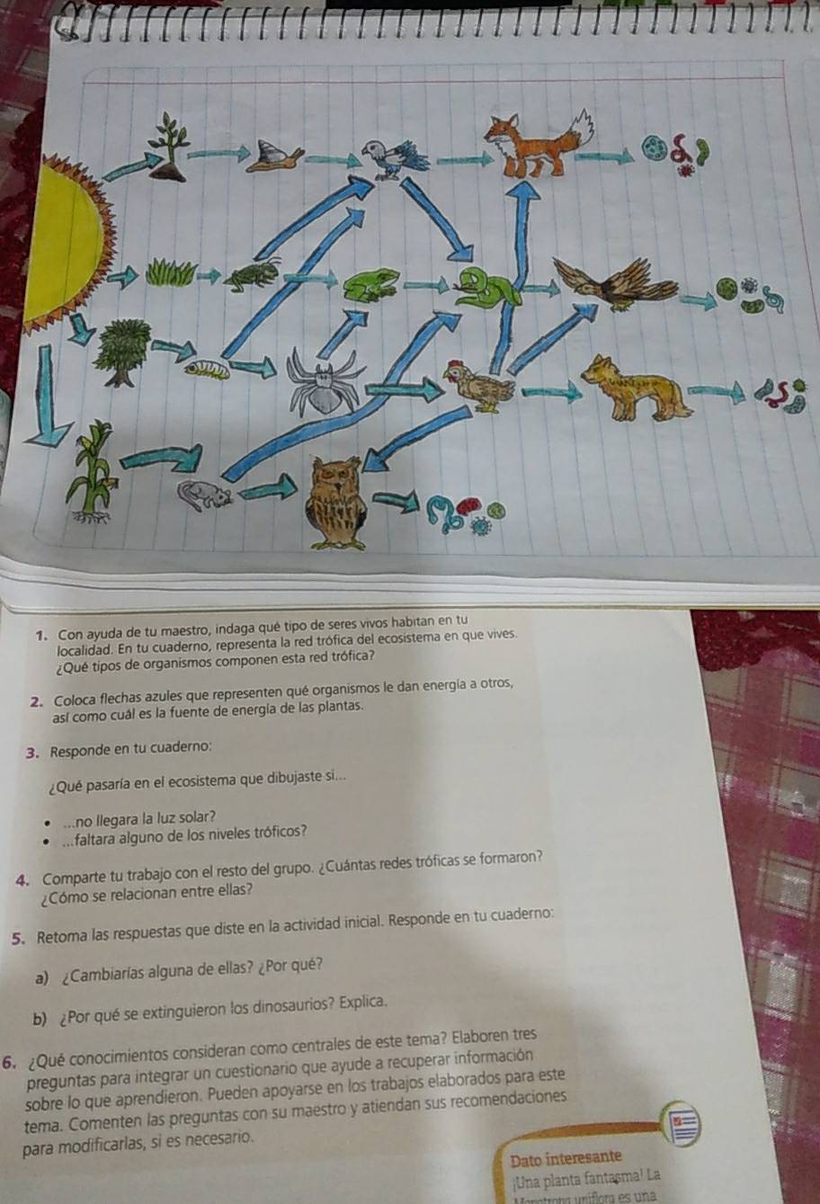 Con ayuda de tu maestro, indaga qué tipo de seres vivos habitan en tu 
localidad. En tu cuaderno, representa la red trófica del ecosistema en que vives. 
¿Qué tipos de organismos componen esta red trófica? 
2. Coloca flechas azules que representen qué organismos le dan energía a otros, 
así como cuál es la fuente de energía de las plantas. 
3. Responde en tu cuaderno: 
¿Qué pasaría en el ecosistema que dibujaste si... 
...no llegara la luz solar? 
Mfaltara alguno de los niveles tróficos? 
4. Comparte tu trabajo con el resto del grupo. ¿Cuántas redes tróficas se formaron? 
¿Cómo se relacionan entre ellas? 
5. Retoma las respuestas que diste en la actividad inicial. Responde en tu cuaderno: 
a) ¿Cambiarías alguna de ellas? ¿Por qué? 
b) ¿Por qué se extinguieron los dinosaurios? Explica. 
6. ¿Qué conocimientos consideran como centrales de este tema? Elaboren tres 
preguntas para integrar un cuestionario que ayude a recuperar información 
sobre lo que aprendieron. Pueden apoyarse en los trabajos elaborados para este 
tema. Comenten las preguntas con su maestro y atiendan sus recomendaciones 
para modificarlas, si es necesario. 
Dato interesante 
¡Una planta fantasma! La