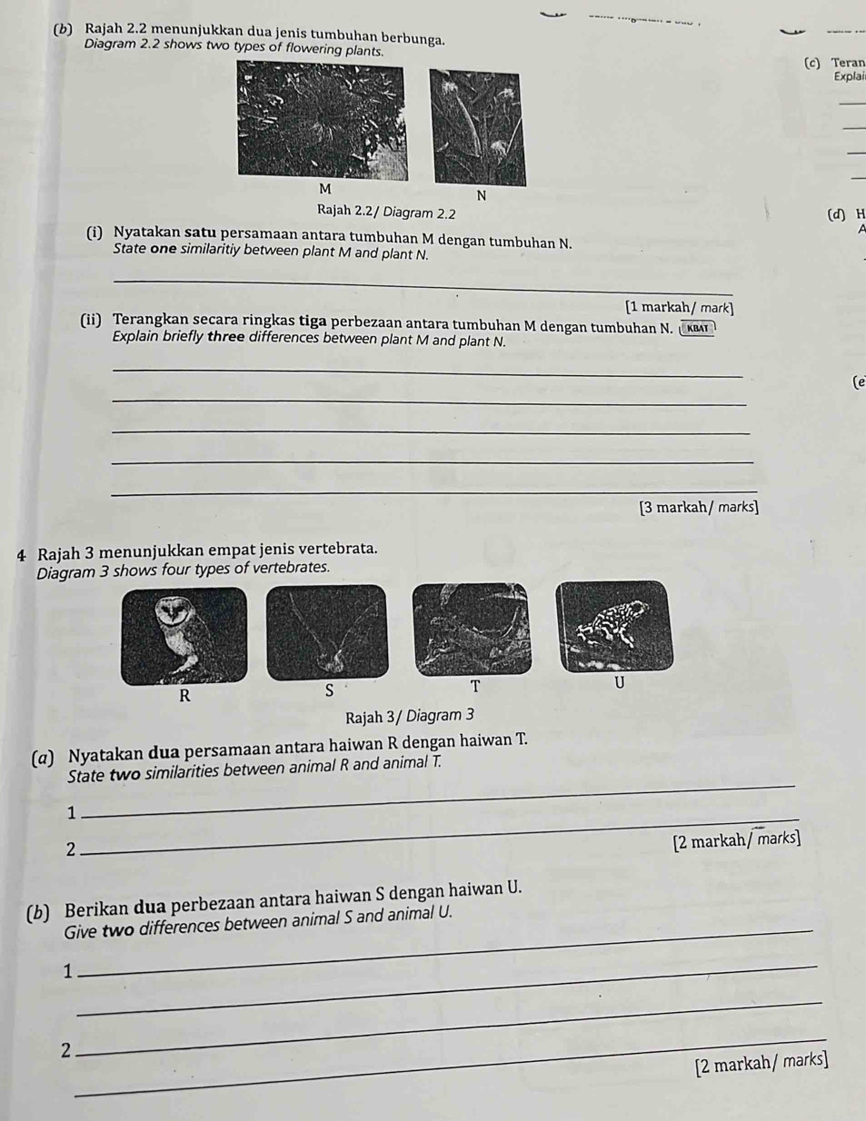 Rajah 2.2 menunjukkan dua jenis tumbuhan berbunga. 
Diagram 2.2 shows two types of flowering plants. 
(c) Teran 
Explai 
_ 
_ 
_ 
_
M
N
Rajah 2.2/ Diagram 2.2 (d) H
^ 
(i) Nyatakan satu persamaan antara tumbuhan M dengan tumbuhan N. 
State one similaritiy between plant M and plant N. 
_ 
[1 markah/ mark] 
(ii) Terangkan secara ringkas tiga perbezaan antara tumbuhan M dengan tumbuhan N. (κω 
Explain briefly three differences between plant M and plant N. 
_ 
_ 
(e 
_ 
_ 
_ 
[3 markah/ marks] 
4 Rajah 3 menunjukkan empat jenis vertebrata. 
Diagram 3 shows four types of vertebrates.
T
R
S
U
Rajah 3/ Diagram 3 
(α) Nyatakan dua persamaan antara haiwan R dengan haiwan T. 
_ 
State two similarities between animal R and animal T. 
_1 
2 
[2 markah/ marks] 
_ 
(b) Berikan dua perbezaan antara haiwan S dengan haiwan U. 
Give two differences between animal S and animal U. 
_ 
1 
_ 
2 
_ 
[2 markah/ marks]