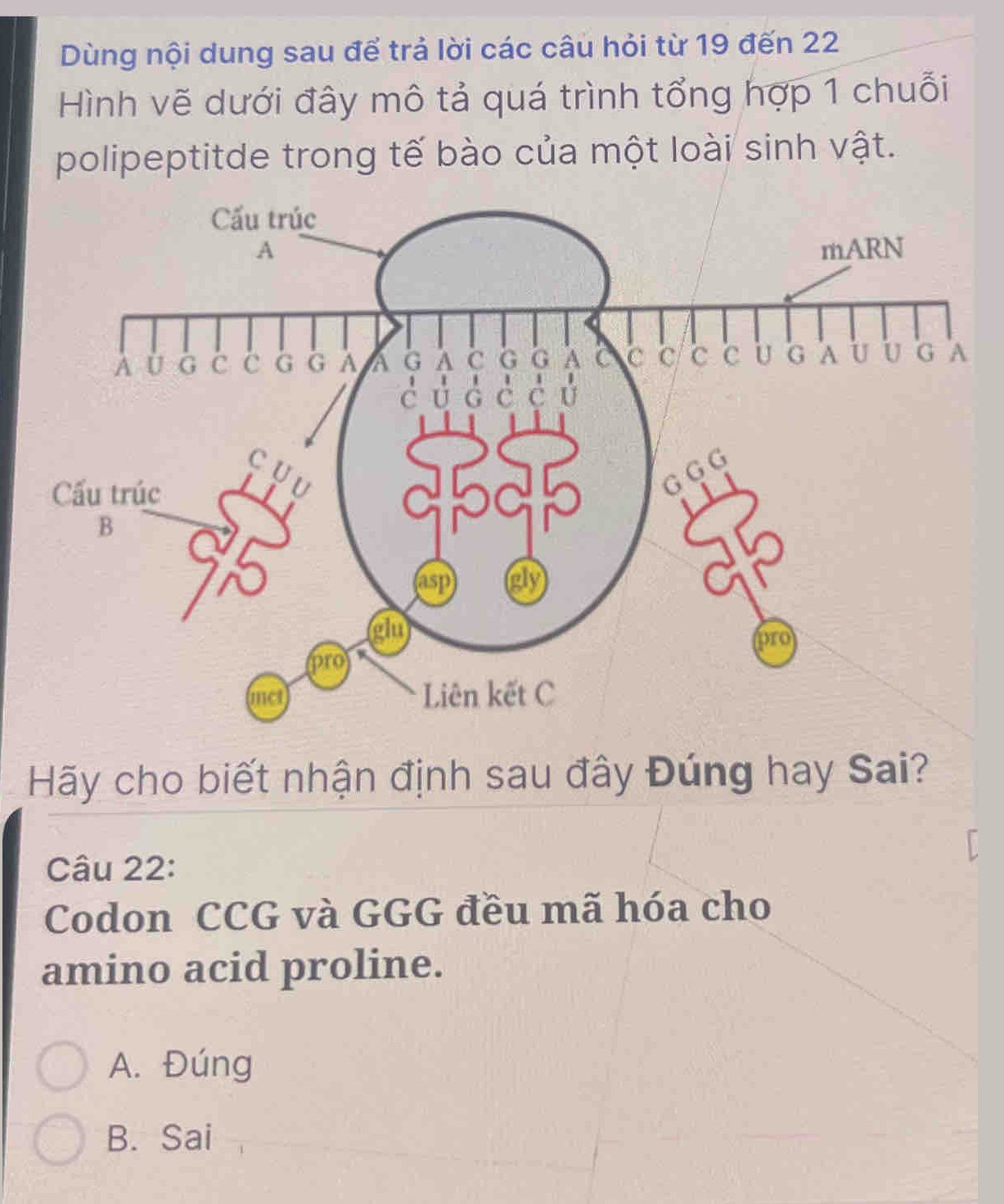 Dùng nội dung sau để trả lời các câu hỏi từ 19 đến 22
Hình vẽ dưới đây mô tả quá trình tổng hợp 1 chuỗi
polipeptitde trong tế bào của một loài sinh vật.
Hãy cho biết nhận định sau đây Đúng hay Sai?
Câu 22:
Codon CCG và GGG đều mã hóa cho
amino acid proline.
A. Đúng
B. Sai