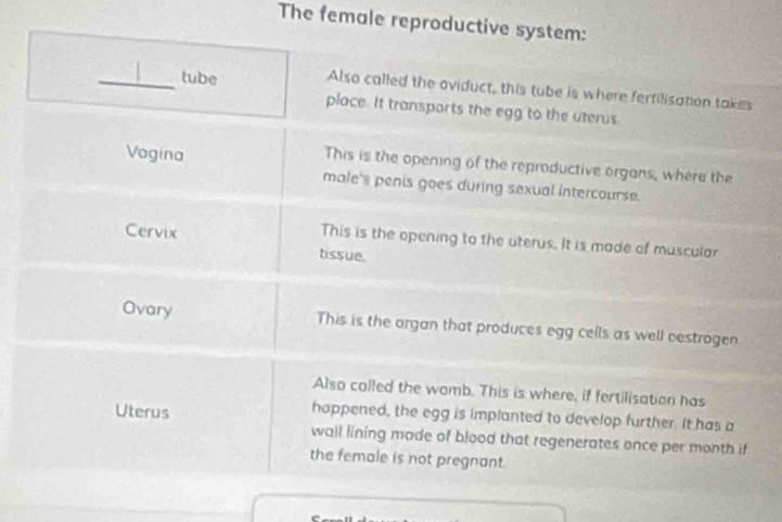 The female reproduc