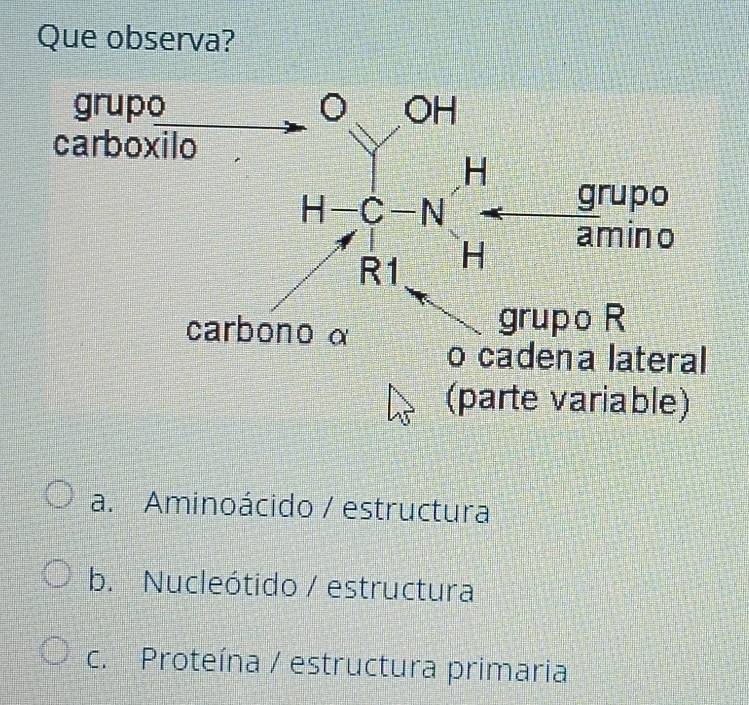 Que observa?
(parte variable)
a. Aminoácido / estructura
b.  Nucleótido / estructura
c. Proteína / estructura primaria