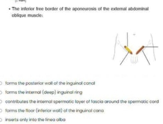 + The inferior free border of the aponeurosis of the external abdominal
oblique muscle:
forms the posterior wall of the inguinal canal
forms the internal (deep) inguinal ring
contributes the internal spermatic layer of fascia around the spermatic cord
forms the floor (inferior wall) of the inguinal cano
inserts only into the linea alba