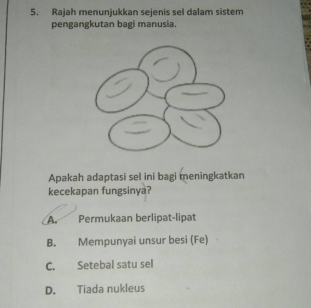 Rajah menunjukkan sejenis sel dalam sistem
pengangkutan bagi manusia.
Apakah adaptasi sel ini bagi meningkatkan
kecekapan fungsinya?
A. Permukaan berlipat-lipat
B. Mempunyai unsur besi (Fe)
C. Setebal satu sel
D. Tiada nukleus