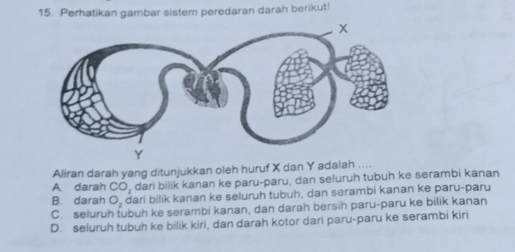 Perhatikan gambar sistem peredaran darah berikut!
Aliran darah yang ditunjukkan oleh huruf X dan Y adalah ....
A darah CO_2 dari bilik kanan ke paru-paru, dan seluruh tubuh ke serambi kanan
B. darah O_2 dari bilik kanan ke seluruh tubuh, dan serambi kanan ke paru-paru
C. seluruh tubuh ke serambi kanan, dan darah bersih paru-paru ke bilik kanan
D. seluruh tubuh ke bilik kiri, dan darah kotor dari paru-paru ke serambi kiri