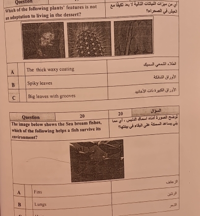 Question
Which of the following plants’ features is not
Pal yanall yê Gàal
an adaptation to living in the dessert?
A The thick waxy coating
B Spiky leaves
C Big leaves with grooves y án ú s wán jì ǎn