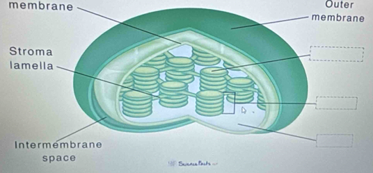 Outer 
membrane