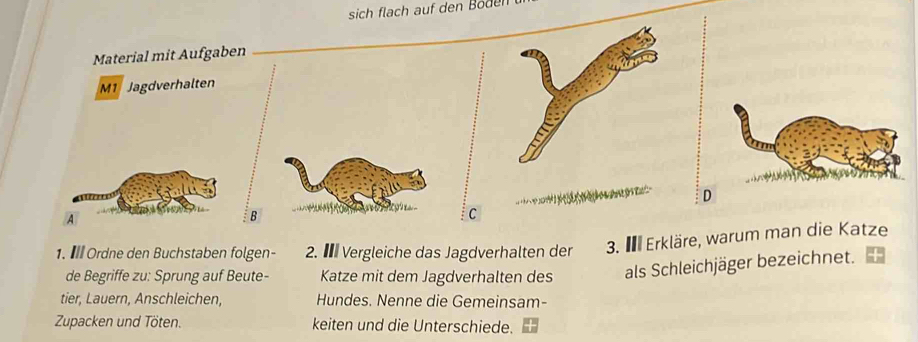 sich flach auf den Boden 
Material mit Aufgaben 
M1 Jagdverhalten 
. D 
A 
B 
C 
1. Ⅲ Ordne den Buchstaben folgen - 2. € Vergleiche das Jagdverhalten der 3. I Erkläre, warum man die Katze 
de Begriffe zu: Sprung auf Beute- Katze mit dem Jagdverhalten des als Schleichjäger bezeichnet. 
tier, Lauern, Anschleichen, Hundes. Nenne die Gemeinsam- 
Zupacken und Töten. keiten und die Unterschiede.