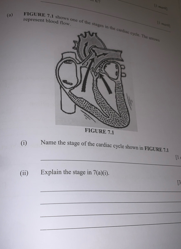 ? 
_[1 mark] 
represent blood flow. 
[1 mark] 
(a) FIGURE 7.1 shows one of the stages in. The arrow 
(i) Name the stage of the cardiac cycle shown in FIGURE 7.1 
_ 
[1 
(ii) Explain the stage in 7(a)(i). 
[3 
_ 
_ 
_ 
_