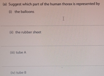 Suggest which part of the human thorax is represented by 
(i) the balloons 
(ii) the rubber sheet 
(iii) tube A 
(iv) tube B