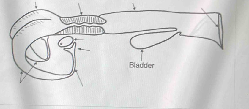 Bladder