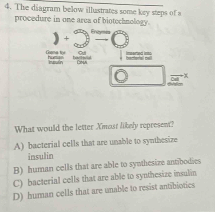 The diagram below illustrates some key steps of a
procedure in one area of biotechnology.
_  
Gena for Cut Insarted into
horman bacterial bacterial :
Insulin ONA
Cell x
division
What would the letter Xmost likely represent?
A) bacterial cells that are unable to synthesize
insulin
B) human cells that are able to synthesize antibodies
C) bacterial cells that are able to synthesize insulin
D) human cells that are unable to resist antibiotics