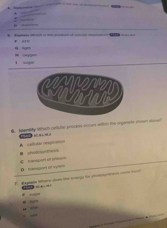 Determine which crgnnelle is the the of shotogrmenn
A whiseere ==
=chondrion
huceus
D ribosome
5. Explain Which is the product of cellular respiration?
F ATP
G light
H oxygen
l sugar
6. Identify Which cellular process occurs within the organelle shown above?
FSAS SC.8.L. 18.2
A cellular respiration
B photosynthesis
C transport of phloem
D transport of xylem
7. Explain Where does the energy for photosynthesis come from?
FSAS) SC.8.L. 18.1
F sugar
G light
H ATP
l soil
Lesson 1. Energy Procatring in Part