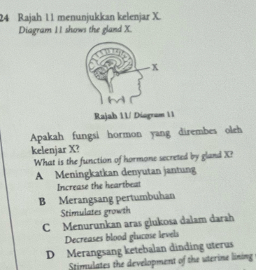 Rajah 11 menunjukkan kelenjar X.
Diagram 11 shows the gland X.
Rajah 11/ Diagram 11
Apakah fungsi hormon yang dirembes oleh
kelenjar X?
What is the function of hormone secreted by gland X?
A Meningkatkan denyutan jantung
Increase the heartbeat
B Merangsang pertumbuhan
Stimulates growth
C Menurunkan aras glukosa dalam darah
Decreases blood glucose levels
D Merangsang ketebalan dinding uterus
Stimulates the development of the uterine lining