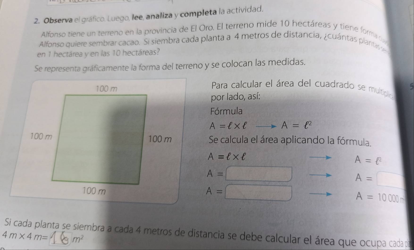 Observa el gráfico. Luego, lee, analiza y completa la actividad. 
Alfonso tiene un terreno en la provincia de El Oro. El terreno mide 10 hectáreas y tiene forma c 
Alfonso quiere sembrar cacao. Si siembra cada planta a 4 metros de distancia, ¿cuántas plantas se 
en 1 hectárea y en las 10 hectáreas? 
Se representa gráficamente la forma del terreno y se colocan las medidas. 
5 
Para calcular el área del cuadrado se multiplio 
por lado, así: 
Fórmula
A=ell * ell
A=ell^2
Se calcula el área aplicando la fórmula.
A=ell * ell
A=ell^2
A=
A=
A=
frac □ = □ /□  
A=10000m
Si cada planta se siembra a cada 4 metros de distancia se debe calcular el área que ocupa cada pa
4m* 4m= m^2