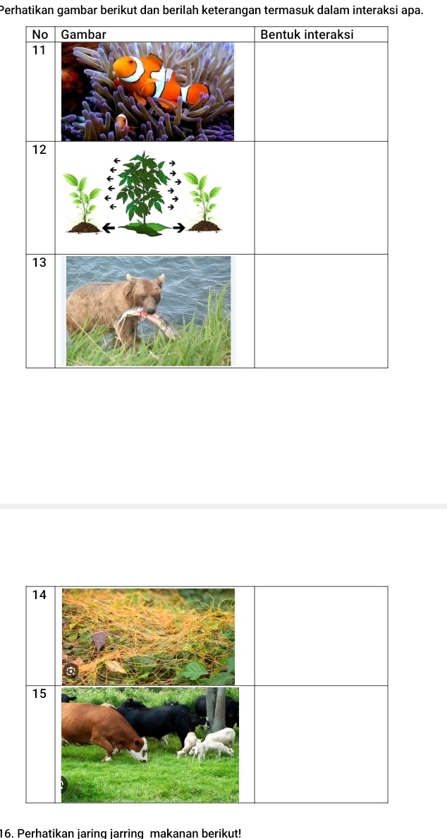 Perhatikan gambar berikut dan berilah keterangan termasuk dalam interaksi apa. 
16. Perhatikan jaring jarring makanan berikut!