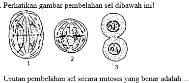 Perhatikan gambar pembelahan sel dibawah ini!
2
1
3 
Urutan pembelahan sel secara mitosis yang benar adalah