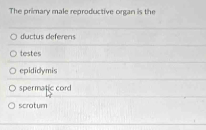 The primary male reproductive organ is the
ductus deferens
testes
epididymis
spermatic cord
scrotum