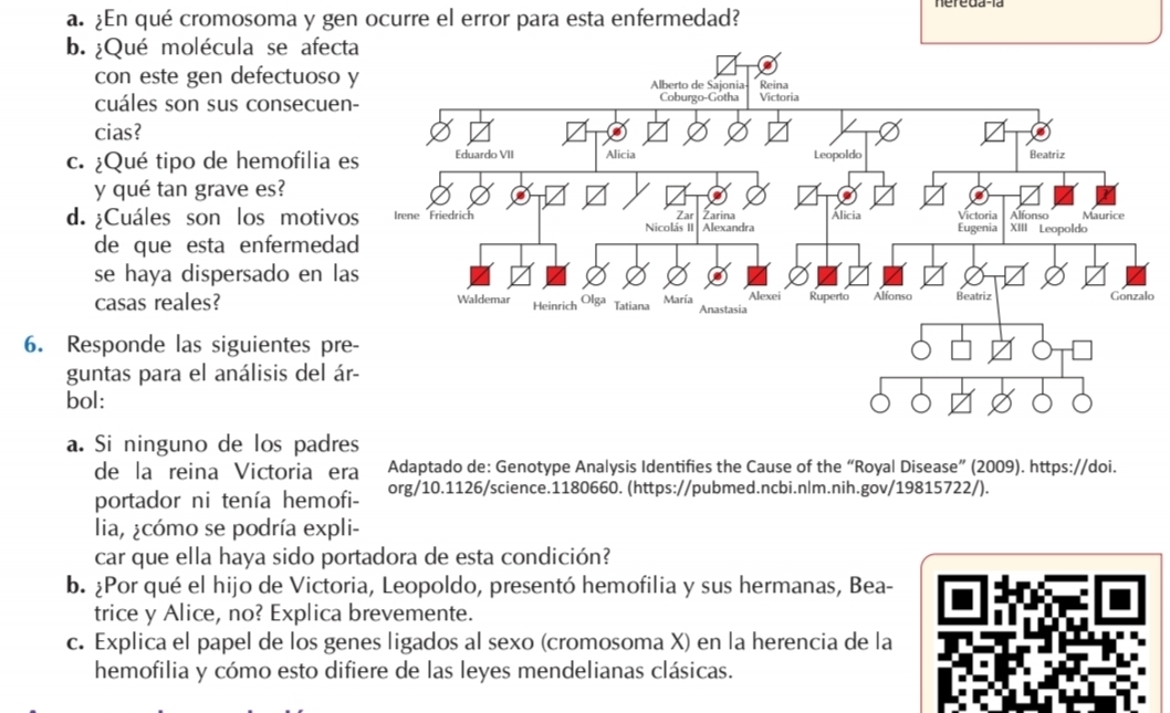 ¿En qué cromosoma y gen ocurre el error para esta enfermedad? 
b. ¿Qué molécula se afect 
con este gen defectuoso 
cuáles son sus consecuen 
cias? 
c. ¿Qué tipo de hemofilia e 
y qué tan grave es? 
d. ¿Cuáles son los motivo 
de que esta enfermeda 
se haya dispersado en la 
casas reales? 
lo 
6. Responde las siguientes pre 
guntas para el análisis del á 
bol: 
a. Si ninguno de los padres 
de la reina Victoria era Adaptado de: Genotype Analysis Identifies the Cause of the “Royal Disease” (2009). https://doi. 
portador ni tenía hemofi- org/10.1126/science.1180660. (https://pubmed.ncbi.nlm.nih.gov/19815722/). 
lia, ¿cómo se podría expli- 
car que ella haya sido portadora de esta condición? 
b. ¿Por qué el hijo de Victoria, Leopoldo, presentó hemofilia y sus hermanas, Bea- 
trice y Alice, no? Explica brevemente. 
c. Explica el papel de los genes ligados al sexo (cromosoma X) en la herencia de la 
hemofilia y cómo esto difiere de las leyes mendelianas clásicas.