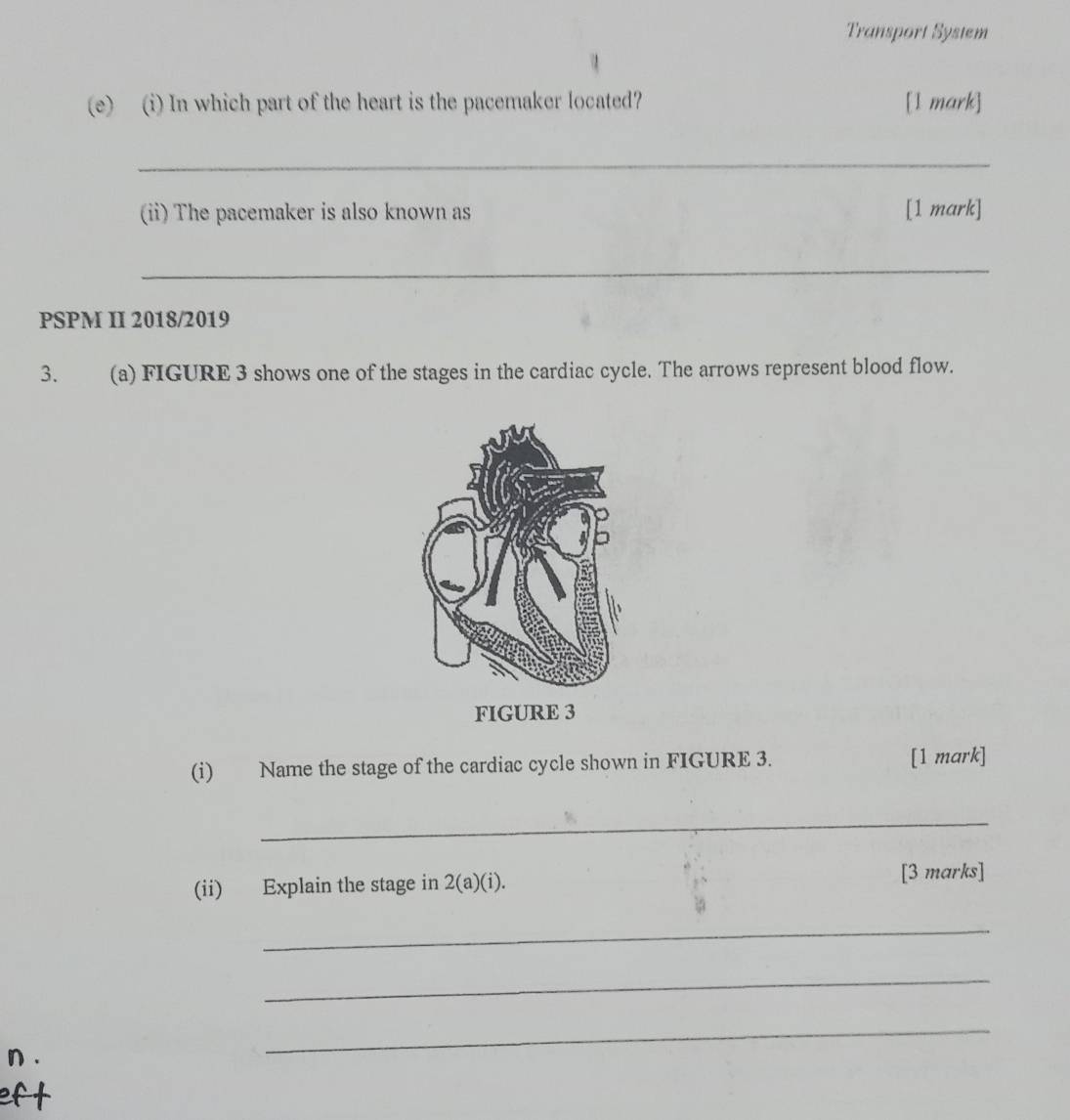 Transport System 
(e) (i) In which part of the heart is the pacemaker located? [1 mark] 
_ 
(ii) The pacemaker is also known as [1 mark] 
_ 
PSPM II 2018/2019 
3. (a) FIGURE 3 shows one of the stages in the cardiac cycle. The arrows represent blood flow. 
(i) Name the stage of the cardiac cycle shown in FIGURE 3. [1 mark] 
_ 
(ii) Explain the stage in 2(a)(i). [3 marks] 
_ 
_ 
_