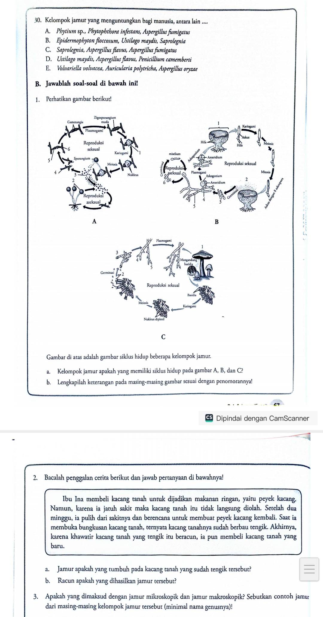 Kelompok jamur yang menguntungkan bagi manusia, antara lain ....
A. Phytium sp., Phytophthora infestans, Aspergillus fumigatus
B. Epidermophyton floccosum, Ustilago maydis, Saprolegnia
C. Saprolegnia, Aspergillus flavus, Aspergillus fumigatus
D. Ustilago maydis, Aspergillus flavus, Penicillium camemberti
E. Volvariella volvacea, Auricularia polytricha, Aspergillus oryzae
B. Jawablah soal-soal di bawah ini!
1. Perhatikan gambar berikut!
A
B
C
Gambar di atas adalah gambar siklus hidup beberapa kelompok jamur.
a. Kelompok jamur apakah yang memiliki siklus hidup pada gambar A, B, dan C?
b. Lengkapilah keterangan pada masing-masing gambar sesuai dengan penomorannya!
Dipindai dengan CamScanner
2. Bacalah penggalan cerita berikut dan jawab pertanyaan di bawahnya!
Ibu Ina membeli kacang tanah untuk dijadikan makanan ringan, yaitu peyek kacang.
Namun, karena ia jatuh sakit maka kacang tanah itu tidak langsung diolah. Setelah dua
minggu, ia pulih dari sakitnya dan berencana untuk membuat peyek kacang kembali. Saat ia
membuka bungkusan kacang tanah, ternyata kacang tanahnya sudah berbau tengik. Akhirnya,
karena khawatir kacang tanah yang tengik itu beracun, ia pun membeli kacang tanah yang
baru.
a. Jamur apakah yang tumbuh pada kacang tanah yang sudah tengik tersebut?
b. Racun apakah yang dihasilkan jamur tersebut?
3. Apakah yang dimaksud dengan jamur mikroskopik dan jamur makroskopik? Sebutkan contoh jamur
dari masing-masing kelompok jamur tersebut (minimal nama genusnya)!