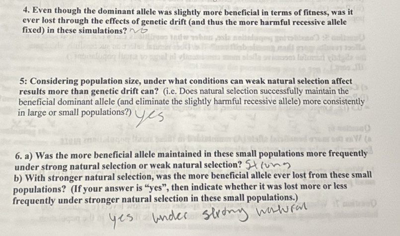 Even though the dominant allele was slightly more beneficial in terms of fitness, was it 
ever lost through the effects of genetic drift (and thus the more harmful recessive allele 
fixed) in these simulations? 
5: Considering population size, under what conditions can weak natural selection affect 
results more than genetic drift can? (i.e. Does natural selection successfully maintain the 
beneficial dominant allele (and eliminate the slightly harmful recessive allele) more consistently 
in large or small populations?) 
6. a) Was the more beneficial allele maintained in these small populations more frequently 
under strong natural selection or weak natural selection? 
b) With stronger natural selection, was the more beneficial allele ever lost from these small 
populations? (If your answer is “yes”, then indicate whether it was lost more or less 
frequently under stronger natural selection in these small populations.)