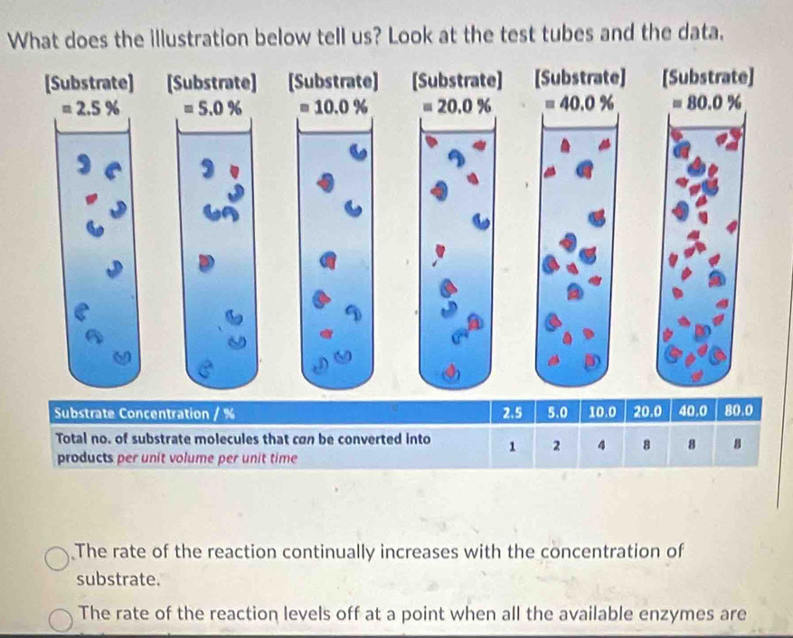 What does the illustration below tell us? Look at the test tubes and the data,
[Substrate] [Substrate] [Substrate] ] [Substrate] [Substrate]
=2.5% =5.0% =10.0% =40.0% =80.0%
Substrate Concentration / % 2.5 5.0 10.0 20.0 40.0 80.0
Total no. of substrate molecules that can be converted into 1 2 4 B 8 8
products per unit volume per unit time
The rate of the reaction continually increases with the concentration of
substrate.
The rate of the reaction levels off at a point when all the available enzymes are