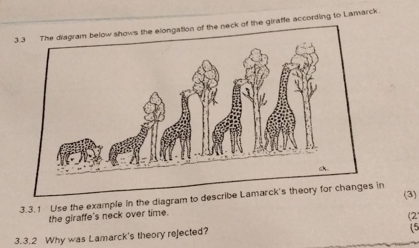 3.3w shows the elongation of the neck of the giraffe according to Lamarck. 
(3) 
3.3.1 Use the example in the diagram to describe Lamarck's theory for changes in 
the giraffe's neck over time. 
(2 
3.3.2 Why was Lamarck's theory rejected? 
(5