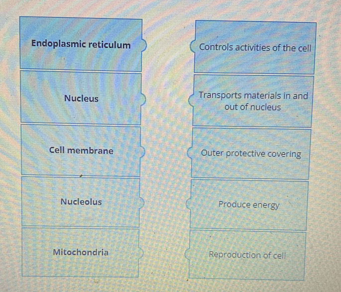 Endoplasmic reticulum
Nucleus
Cell membrane
Nucleolus
Mitochondria