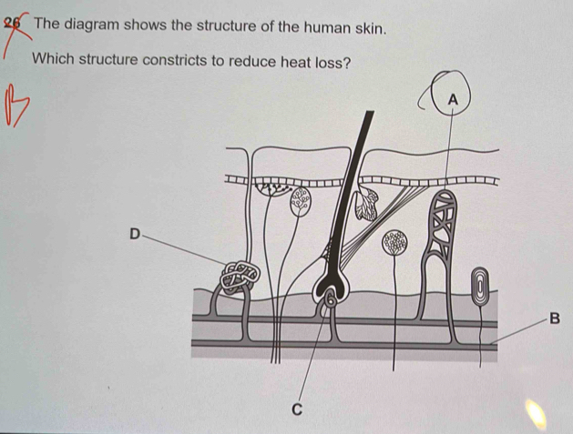 The diagram shows the structure of the human skin. 
Which structure constricts to 
B