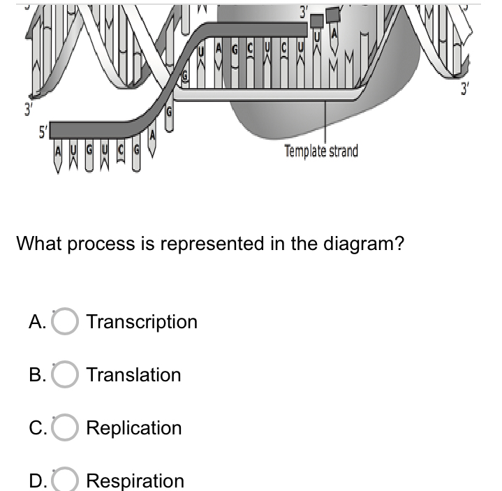 3'
What process is represented in the diagram?
A. Transcription
B. Translation
C. Replication
D. Respiration