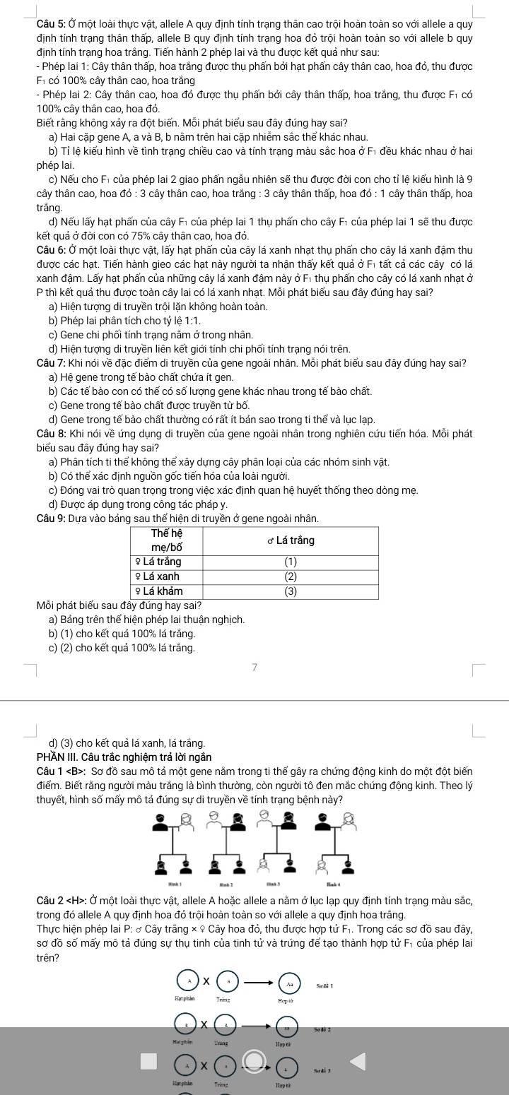 Ở một loài thực vật, allele A quy định tính trạng thân cao trội hoàn toàn so với allele a quy
định tính trạng thân thấp, allele B quy định tính trạng hoa đỏ trội hoàn toàn so với allele b quy
định tính trạng hoa trắng. Tiến hành 2 phép lai và thu được kết quả như sau:
- Phép lai 1: Cây thân thấp, hoa trắng được thụ phấn bởi hạt phấn cây thân cao, hoa đỏ, thu được
Fi có 100% cây thân cao, hoa trắng
- Phép lai 2: Cây thân cao, hoa đỏ được thụ phấn bởi cây thân thấp, hoa trắng, thu được Fi có
100% cây thân cao, hoa đỏ.
Biết rằng không xảy ra đột biển. Mỗi phát biểu sau đây đúng hay sai?
a) Hai cặp gene A, a và B, b nằm trên hai cặp nhiễm sắc thể khác nhau
b) Tỉ lệ kiểu hình về tình trạng chiều cao và tính trạng màu sắc hoa ở F₁ đều khác nhau ở hai
phép lai.
c) Nếu cho F1 của phép lai 2 giao phấn ngẫu nhiên sẽ thu được đời con cho tỉ lệ kiểu hình là 9
tây thân cao, hoa đỏ : 3 cây thân cao, hoa trắng : 3 cây thân thấp, hoa đỏ : 1 cây thân thấp, hoa
trắng.
d) Nếu lấy hạt phấn của cây Fỉ của phép lai 1 thụ phấn cho cây Fỉ của phép lai 1 sẽ thu được
kết quả ở đời con có 75% cây thân cao, hoa đỏ.
Câu 6: Ở một loài thực vật, lấy hạt phấn của cây lá xanh nhạt thụ phấn cho cây lá xanh đậm thu
được các hạt. Tiến hành gieo các hạt này người ta nhận thấy kết quả ở F1 tất cả các cây có lá
xanh đậm. Lấy hạt phấn của những cây lá xanh đậm này ở F1 thụ phấn cho cây có lá xanh nhạt ở
P thì kết quả thu được toàn cây lai có lá xanh nhạt. Mỗi phát biểu sau đây đúng hay sai?
a) Hiện tượng di truyền trội lặn không hoàn toàn.
b) Phép lai phân tích cho tỷ lệ 1:1.
c) Gene chi phối tính trạng nằm ở trong nhân.
d) Hiện tượng di truyền liên kết giới tính chi phối tính trạng nói trên.
Câu 7: Khi nói về đặc điểm di truyền của gene ngoài nhân. Mỗi phát biểu sau đây đúng hay sai?
a) Hệ gene trong tế bào chất chứa ít gen.
b) Các tế bào con có thể có số lượng gene khác nhau trong tế bào chất.
c) Gene trong tế bào chất được truyền từ bố.
d) Gene trong tế bào chất thường có rất ít bản sao trong ti thể và lục lạp.
Câu 8: Khi nói về ứng dụng di truyền của gene ngoài nhân trong nghiên cứu tiến hóa. Mỗi phát
biểu sau đây đúng hay sai?
a) Phân tích ti thể không thể xây dựng cây phân loại của các nhóm sinh vật.
b) Có thể xác định nguồn gốc tiến hóa của loài người.
c) Đóng vai trò quan trọng trong việc xác định quan hệ huyết thống theo dòng mẹ.
d) Được áp dụng trong công tác pháp y.
Câu 9: Dựa vào bảng sau thể hiện di truyền ở gene ngoài nhân.
Mỗi phát biểu s
a) Bảng trên thể hiện phép lai thuận nghịch.
b) (1) cho kết quả 100% lá trắng.
c) (2) cho kết quả 100% lá trắng.
d) (3) cho kết quả lá xanh, lá trắng.
PHAN III. Câu trắc nghiệm trả lời ngắn
Câu 1 : Sơ đồ sau mô tả một gene nằm trong ti thể gây ra chứng động kinh do một đột biến
điểm. Biết rằng người màu trắng là bình thường, còn người tô đen mắc chứng động kinh. Theo lý
thuyết, hình số mấy mô tả đúng sự di truyền về tính trạng bệnh này?
Câu 2 : Ở một loài thực vật, allele A hoặc allele a nằm ở lục lạp quy định tính trạng màu sắc,
trong đó allele A quy định hoa đỏ trội hoàn toàn so với allele a quy định hoa trắng.
Thực hiện phép lai P: ở Cây trắng × ♀ Cây hoa đỏ, thu được hợp tử F₁. Trong các sơ đồ sau đây,
sơ đồ số mấy mô tả đúng sự thụ tinh của tinh tử và trứng để tạo thành hợp tử F, của phép lai
trên?
Sødi 1