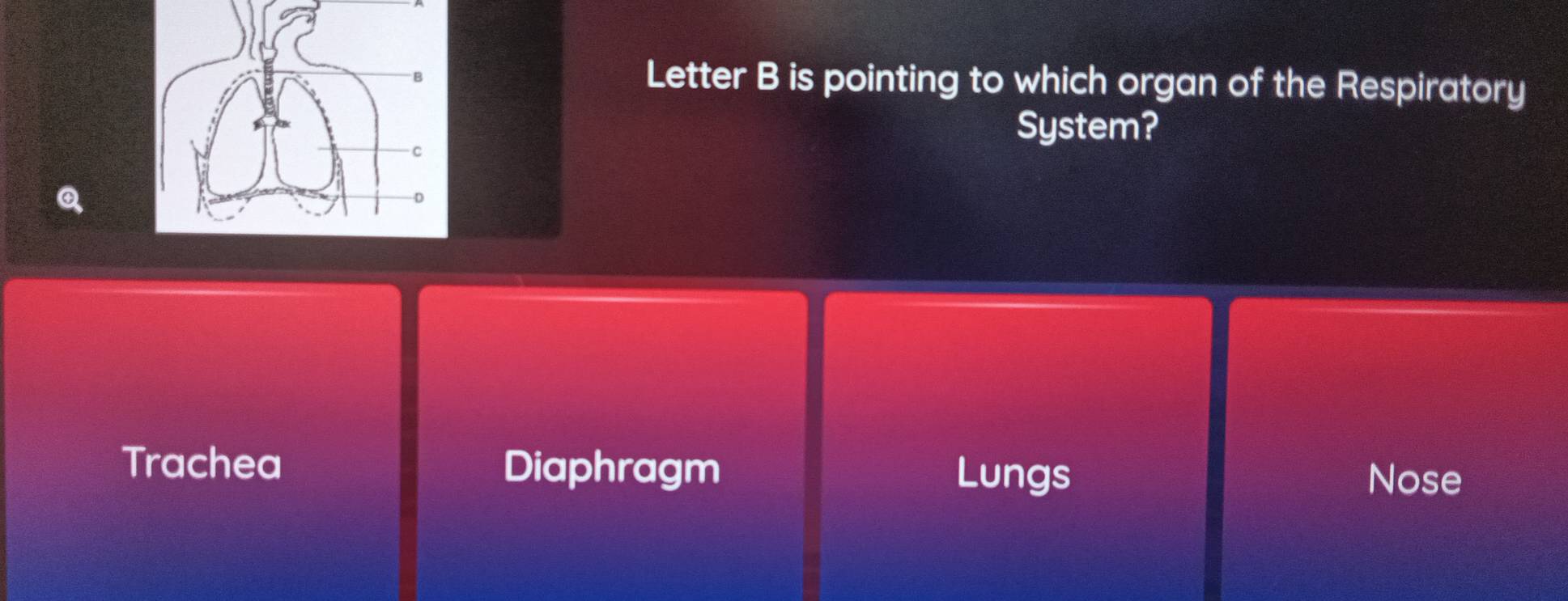 Letter B is pointing to which organ of the Respiratory
System?
Trachea Diaphragm Lungs Nose