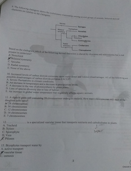 characters are labeled on the cladogram.
9. The following cladogram shows the evolutionary relationships among several groups of animals. Selected derivr
Based on the cladogram, which of the following derived characters is shared by chordates and echinoderms but is not
present in cnidarians?
A. Notochord
Bilateral symmetry
C. Spicules
D. Radial symmetry
E. None of the above
10. Increased levels of carbon dioxide emissions cause many direct and indirect disadvantages. All of the following are
possible disadvantages of carbon dioxide pollution EXCEPT:
A. Severe fluctuations in climate conditions.
B. An increase in temperature and a decrease in precipitation levels.
C. A decrease in the rate of photosynthesis by green plants.
D. Loss of species diversity due to loss of habitat,
E. An increase in global water temperature that negatively affects aquatic animals.
l1. A diploid germ cell containing 28 chromosomes undergoes meiosis. How many chromosomes will each of the
daughter cells have?
A. 28 chromosomes
B. 56 chromosomes
C. 12 chromosomes
D. 14 chromosomes
E. 7 chromosomes
12._ is a specialized vascular tissue that transports nutrients and carbohydrates in plants.
A. Tracheid
B. Xylem
C. Sporophyte
D. Vein
E. Phloem
13. Bryophytes transport water by
A. active transport
D. vascular tissue
C. osmosis
3
Omar e