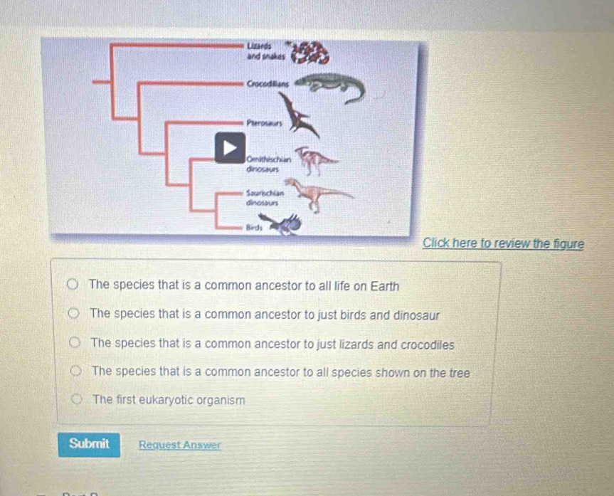 here to review the figure
The species that is a common ancestor to all life on Earth
The species that is a common ancestor to just birds and dinosaur
The species that is a common ancestor to just lizards and crocodiles
The species that is a common ancestor to all species shown on the tree
The first eukaryotic organism
Submit Request Answer