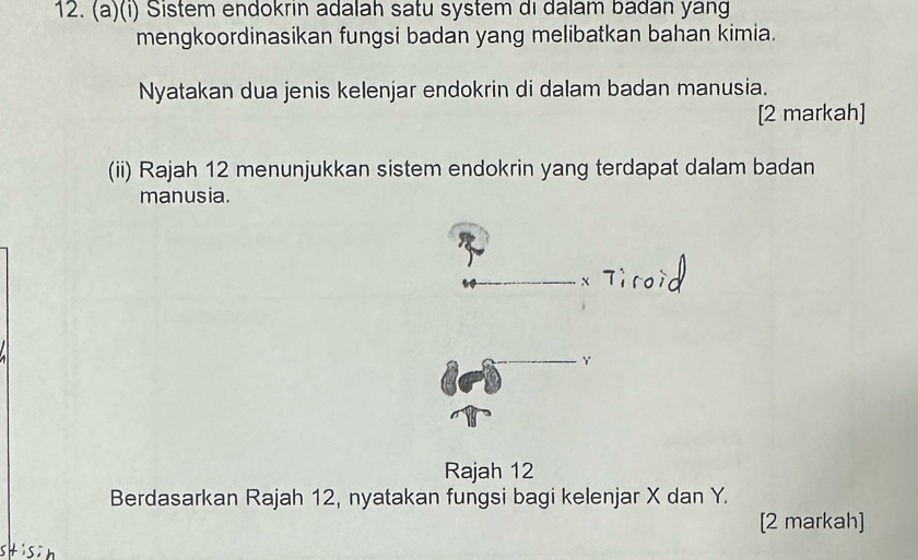 Sistem endokrin adalah satu system di dalam badan yang 
mengkoordinasikan fungsi badan yang melibatkan bahan kimia. 
Nyatakan dua jenis kelenjar endokrin di dalam badan manusia. 
[2 markah] 
(ii) Rajah 12 menunjukkan sistem endokrin yang terdapat dalam badan 
manusia. 
Rajah 12 
Berdasarkan Rajah 12, nyatakan fungsi bagi kelenjar X dan Y. 
[2 markah]