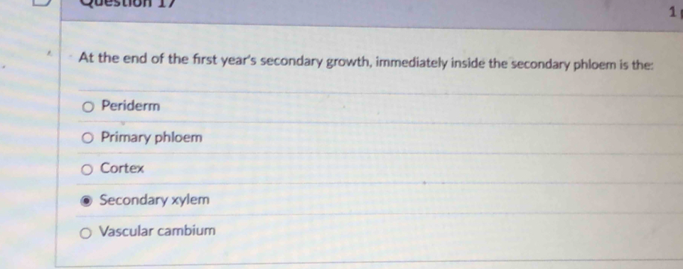 stion 1 
1
At the end of the first year's secondary growth, immediately inside the secondary phloem is the:
Periderm
Primary phloem
Cortex
Secondary xylem
Vascular cambium