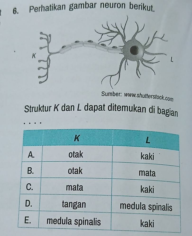 Perhatikan gambar neuron berikut. 
Sumber: www.shutterstock.com 
Struktur K dan L dapat ditemukan di bagian