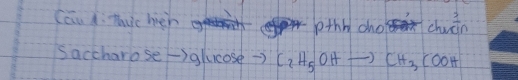 CauA: muchen 
pthh chochuān 
Saccharose -glucose C_2H_5OHto CH_3COOH