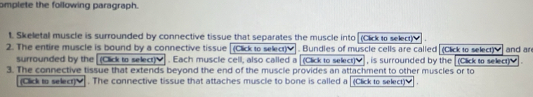 omplete the following paragraph. 
1. Skeletal muscle is surrounded by connective tissue that separates the muscle into (Click to select) 
2. The entire muscle is bound by a connective tissue [(Click to select) . Bundles of muscle cells are called (Click to select) and ar 
surrounded by the (Click to select) . Each muscle cell, also called a [(Click to select) ] , is surrounded by the [(Click to select) . 
3. The connective tissue that extends beyond the end of the muscle provides an attachment to other muscles or to 
(Click to select)♥ . The connective tissue that attaches muscle to bone is called a (Click to select) .