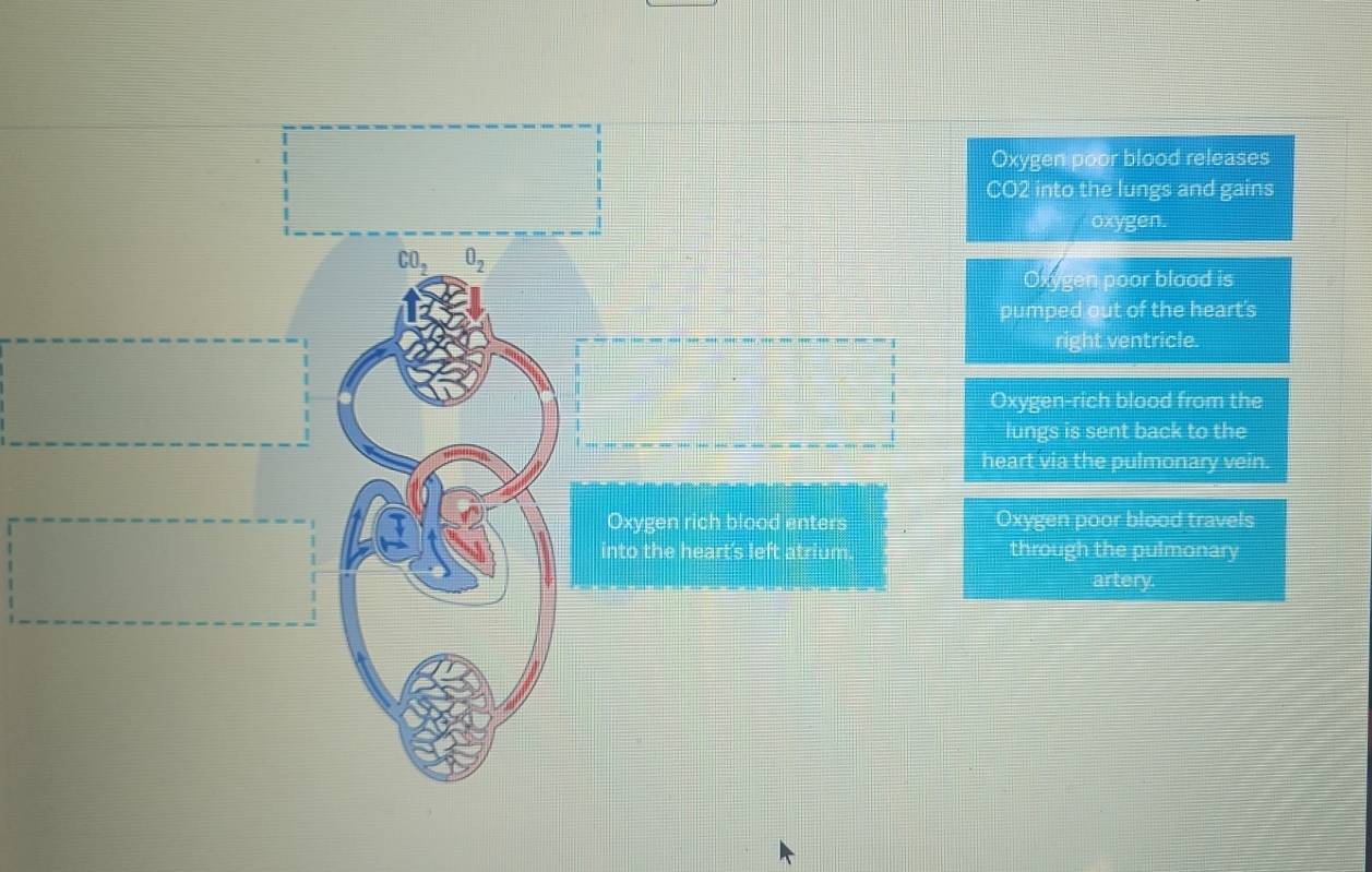 Oxygen poor blood releases
CO2 into the lungs and gains 
oxygen.
CO_2 0_2
Oxygen poor blood is 
pumped out of the heart's 
right ventricle. 
Oxygen-rich blood from the 
lungs is sent back to the 
heart via the pulmonary vein. 
Oxygen rich blood enters Oxygen poor blood travels 
into the heart's left atrium. through the pulmonary 
artery.