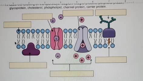 olipid, channel protein, carrier protein.