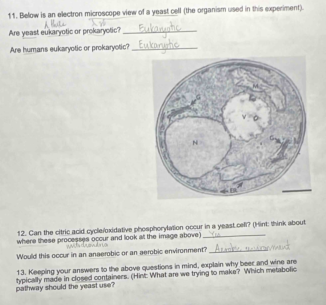 Below is an electron microscope view of a yeast cell (the organism used in this experiment). 
Are yeast eukaryotic or prokaryotic?_ 
Are humans eukaryotic or prokaryotic?_ 
12. Can the citric acid cycle/oxidative phosphorylation occur in a yeast cell? (Hint: think about 
where these processes occur and look at the image above)_ 
Would this occur in an anaerobic or an aerobic environment?_ 
13. Keeping your answers to the above questions in mind, explain why beer and wine are 
typically made in closed containers. (Hint: What are we trying to make? Which metabolic 
pathway should the yeast use?