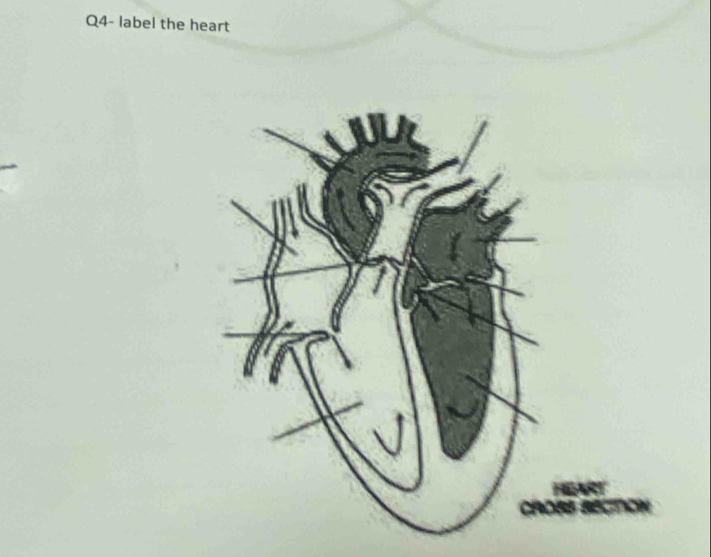 Q4- label the heart