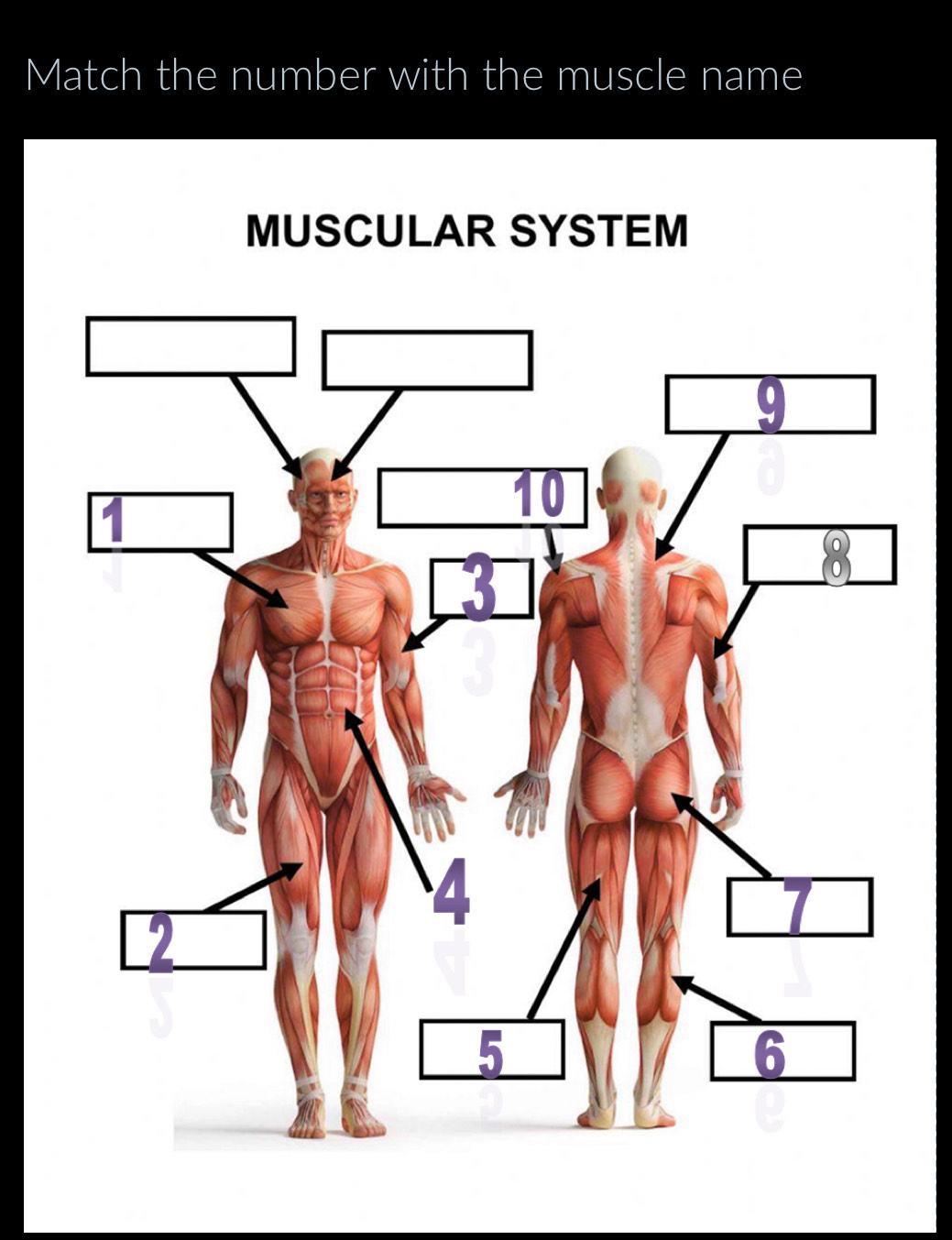 Solved: Match the number with the muscle name MUSCULAR SYSTEM [Biology]