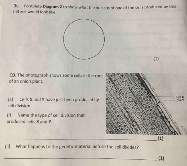 Complete Diagram 2 to show what the nucleus of one of the cells produced by this 
mitosis would look like. 
(1) 
Q3. The photograph shows some cells in the roo 
of an onion plant. 
(a) Cells X and Y have just been produced byXY 
cell division. 
(i) Name the type of cell division that 
produced cells X and Y. 
_(1) 
(ii) What happens to the genetic material before the cell divides? 
_(1)